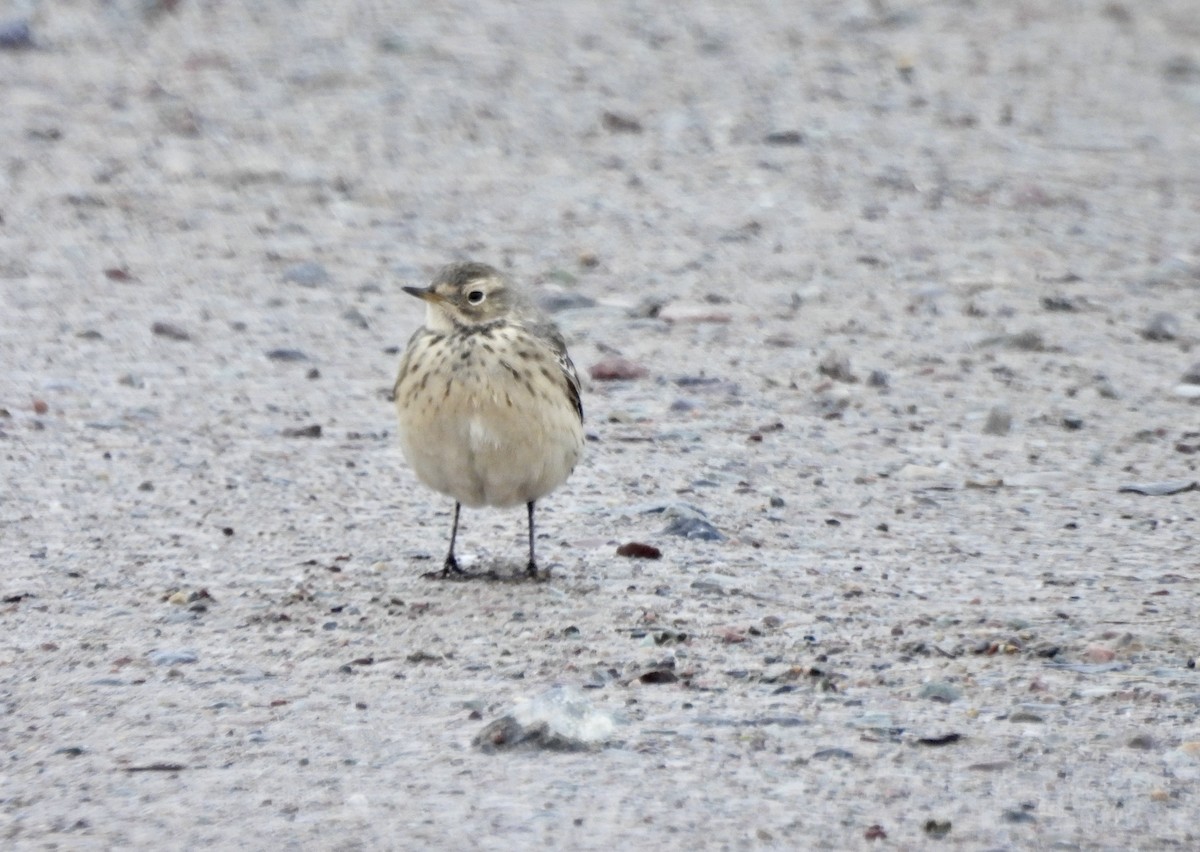 Pipit d'Amérique - ML655177328