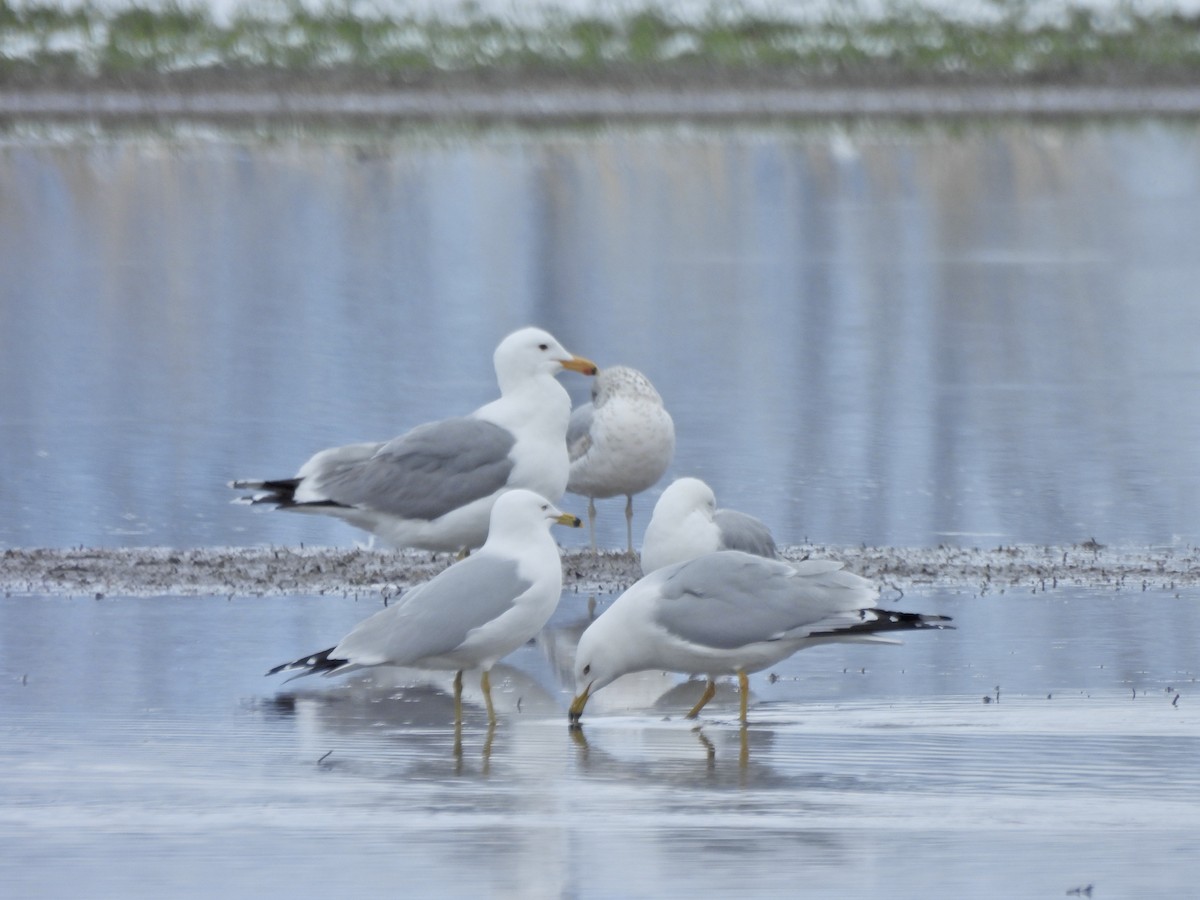 Goéland à bec cerclé - ML655177349