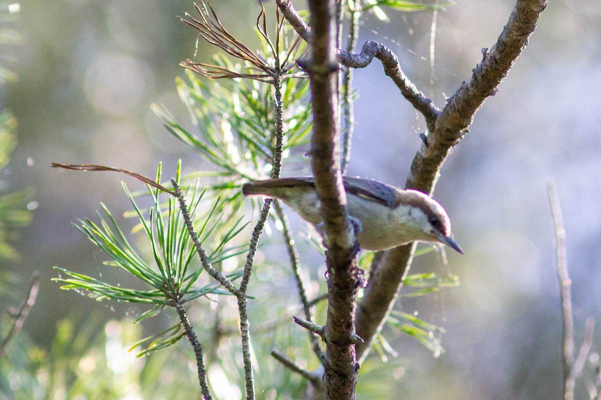 Brown-headed Nuthatch - ML655178325