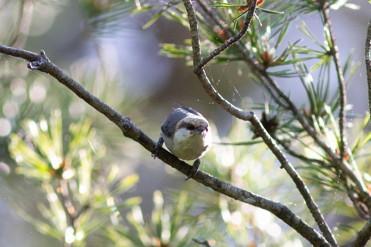 Brown-headed Nuthatch - ML655178331