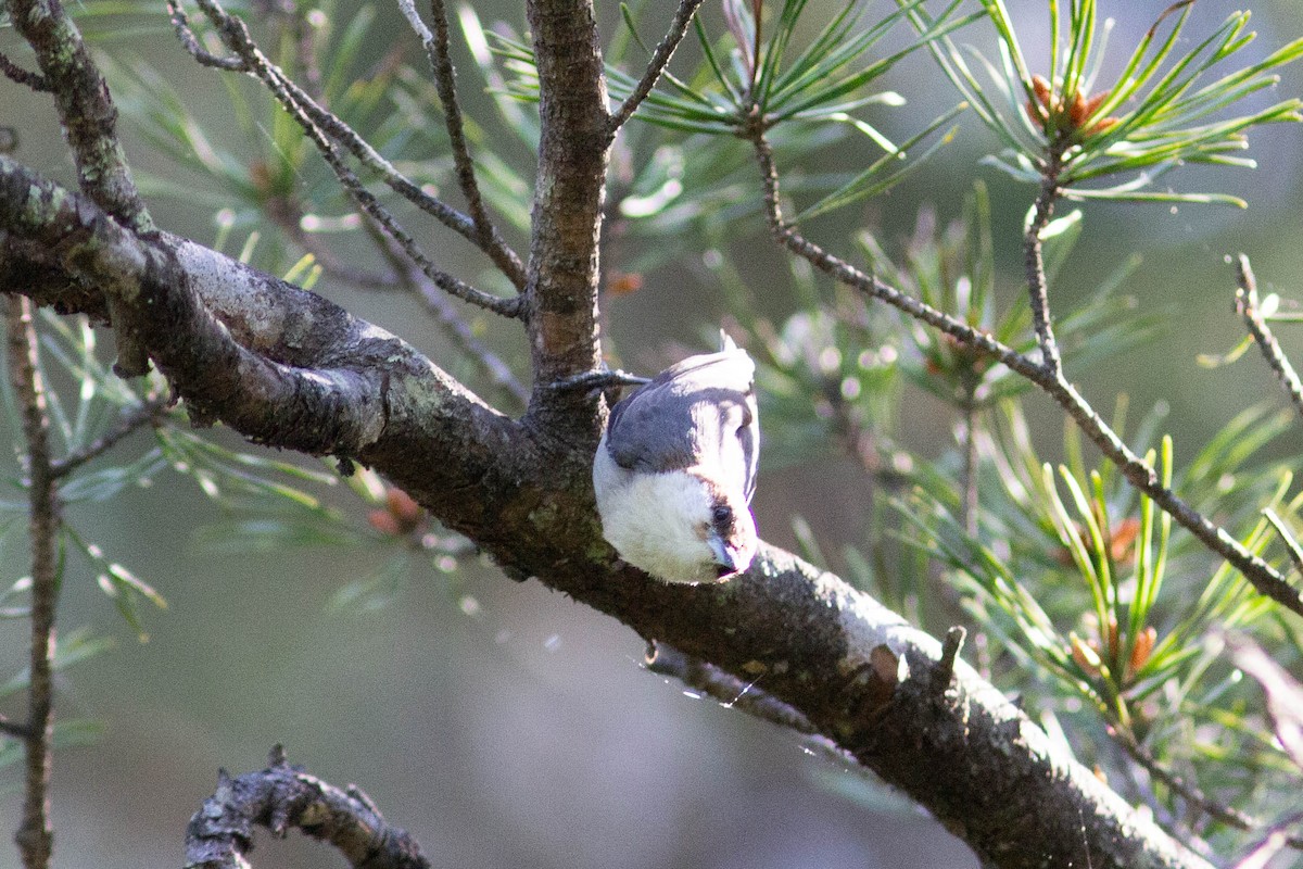 Brown-headed Nuthatch - ML655178333
