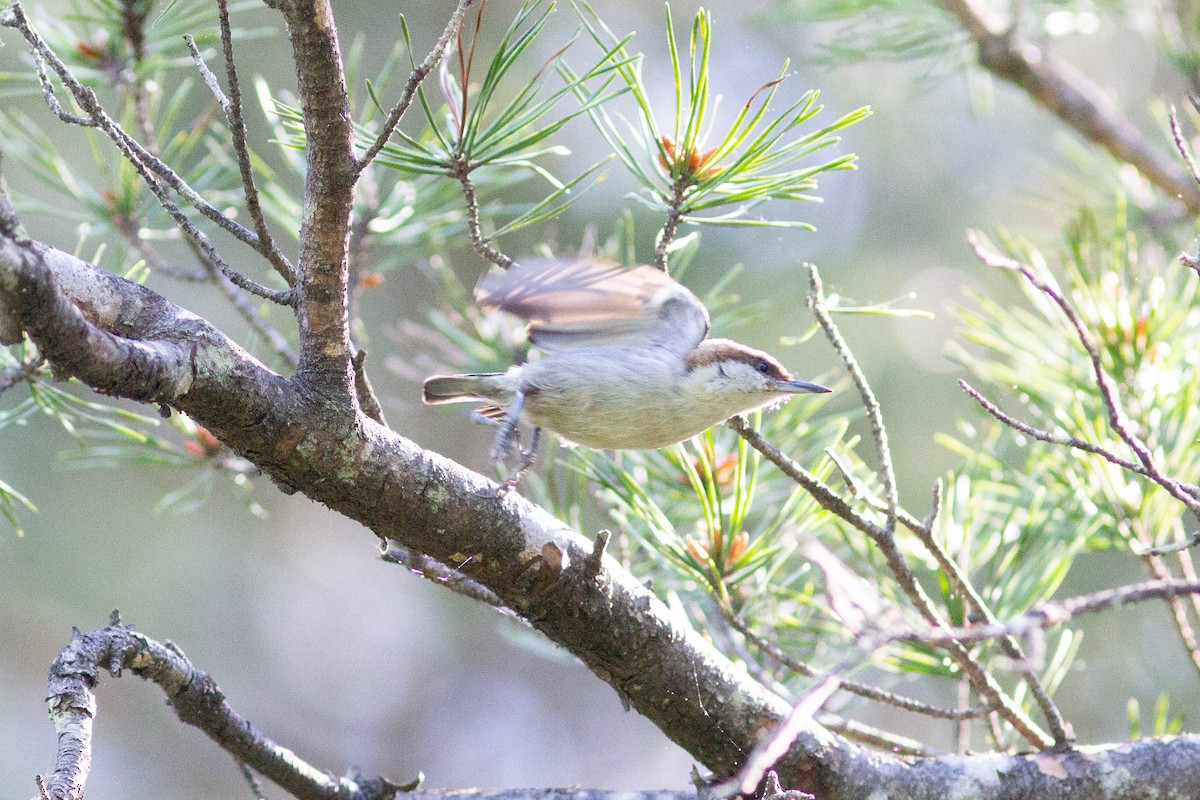 Brown-headed Nuthatch - ML655178337