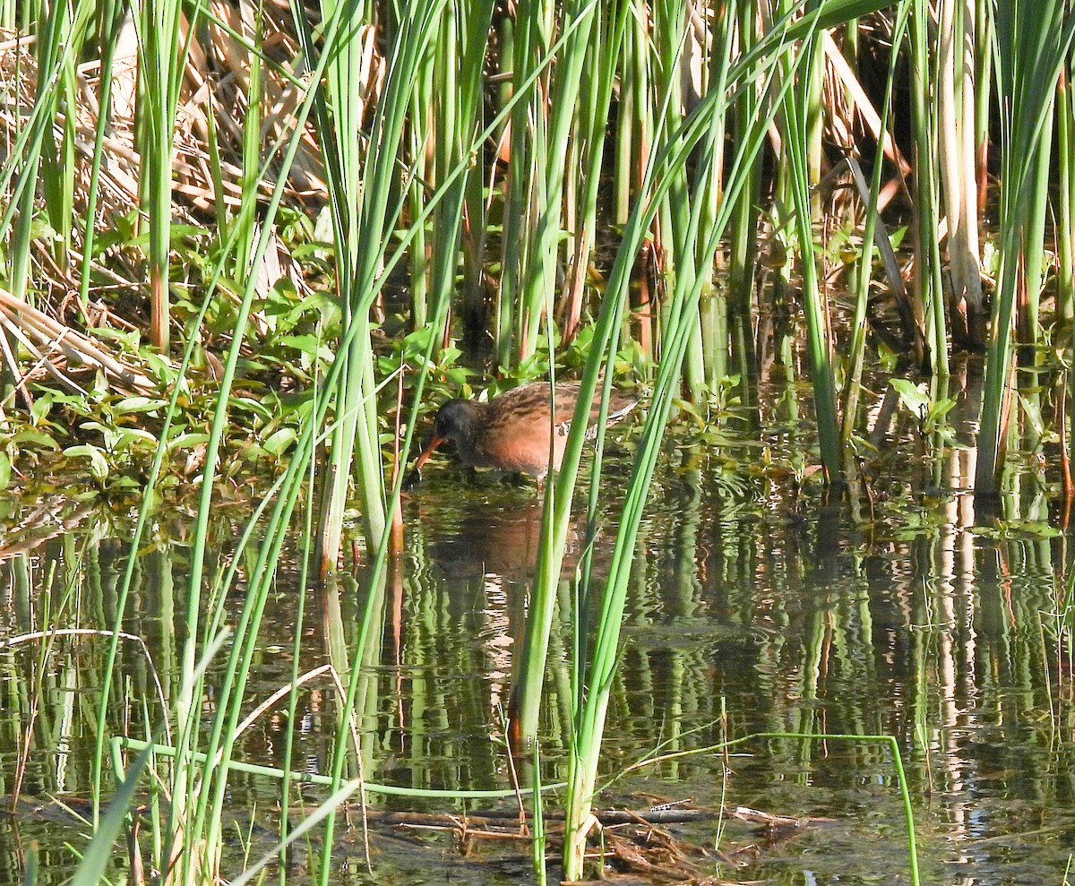 Râle de Virginie - ML655178715