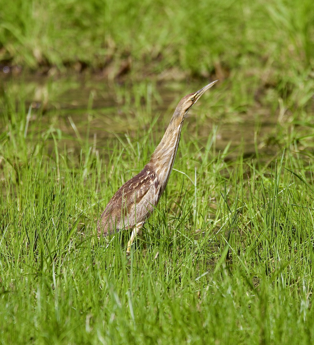 amerikarørdrum - ML655178898