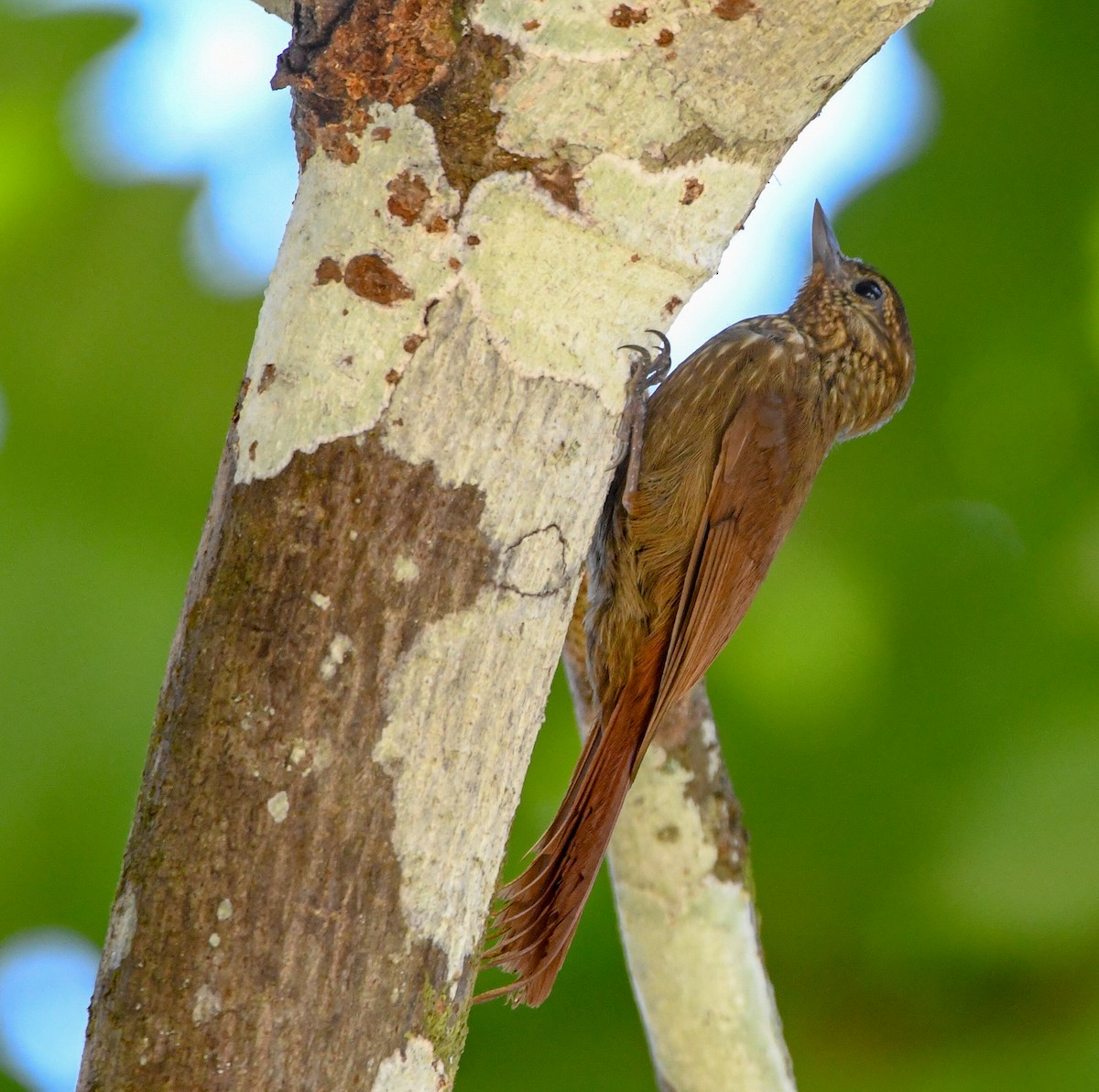 Wedge-billed Woodcreeper - ML655179031