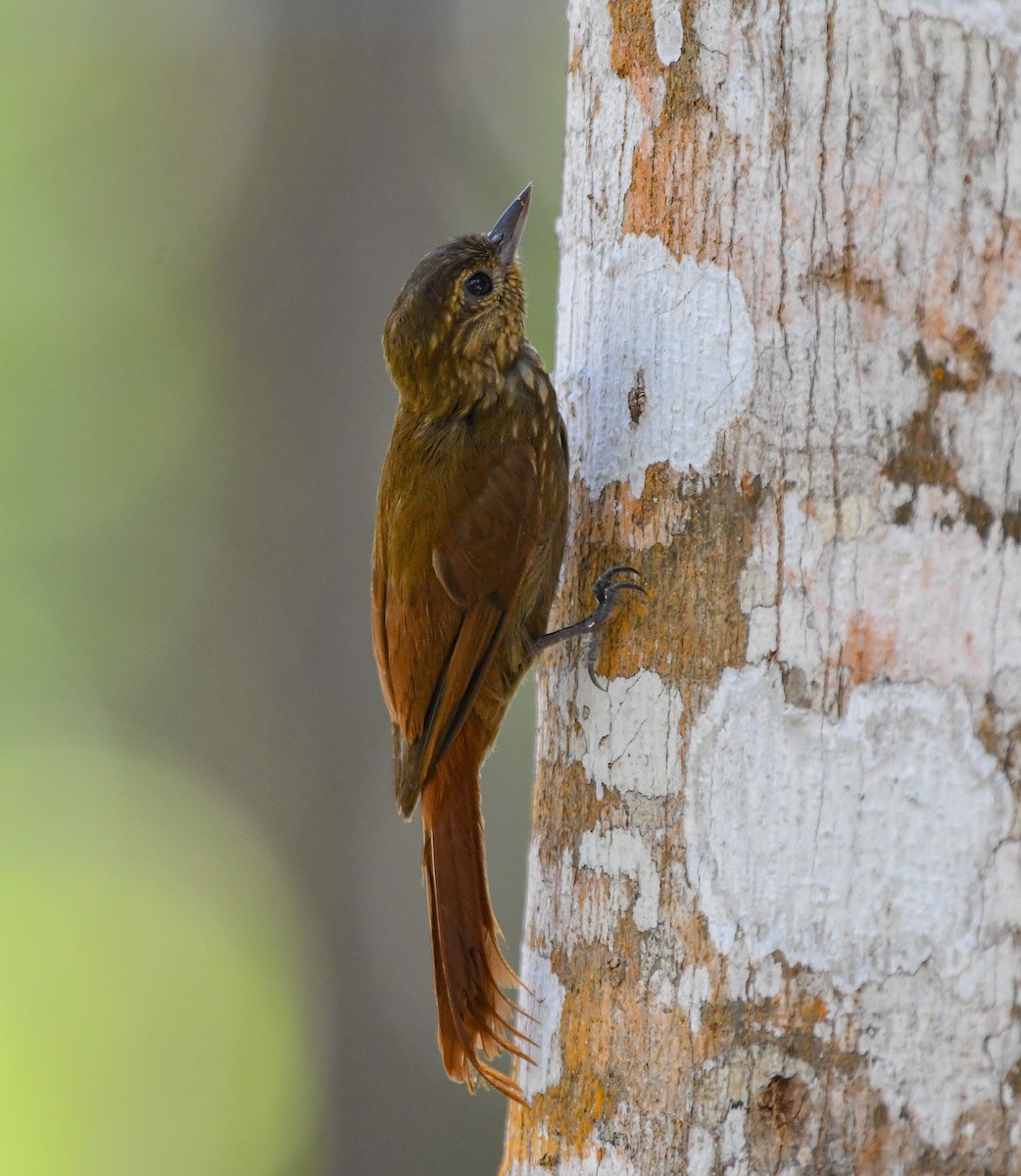 Wedge-billed Woodcreeper - ML655179032