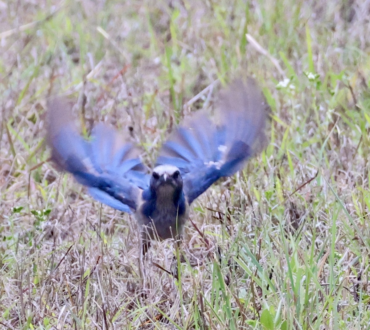 eBird Checklist - 17 Apr 2026 - 2601–2699 47th St W, Lehigh Acres US-FL ...
