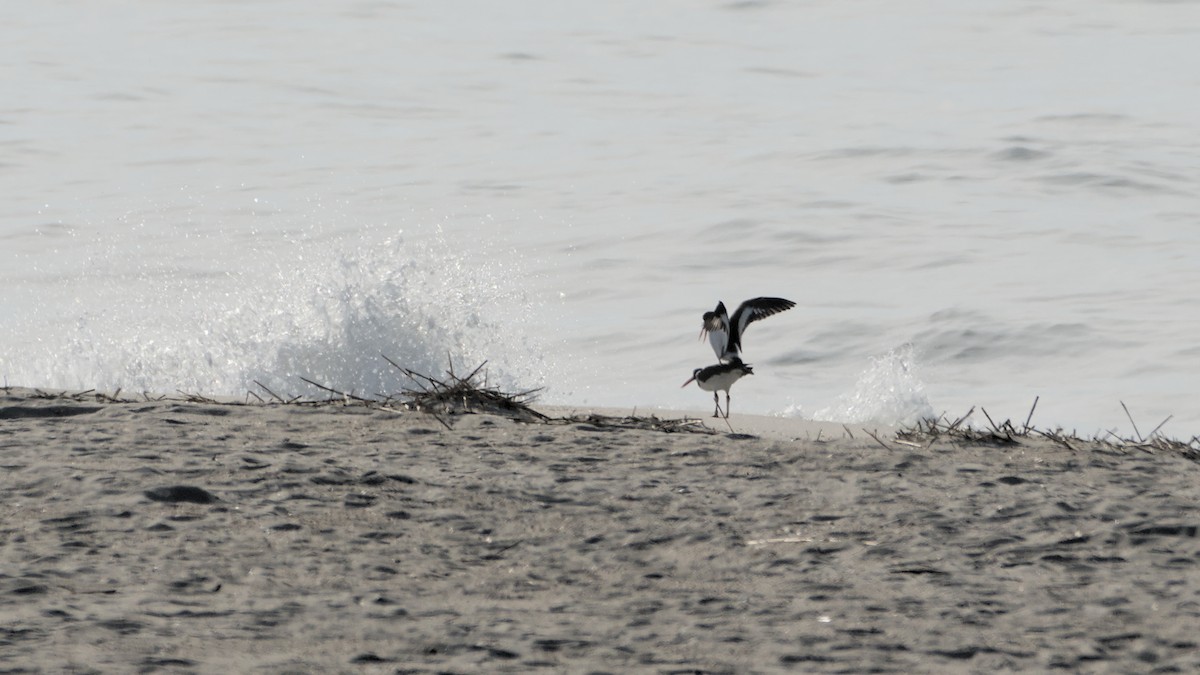 American Oystercatcher - ML655179865