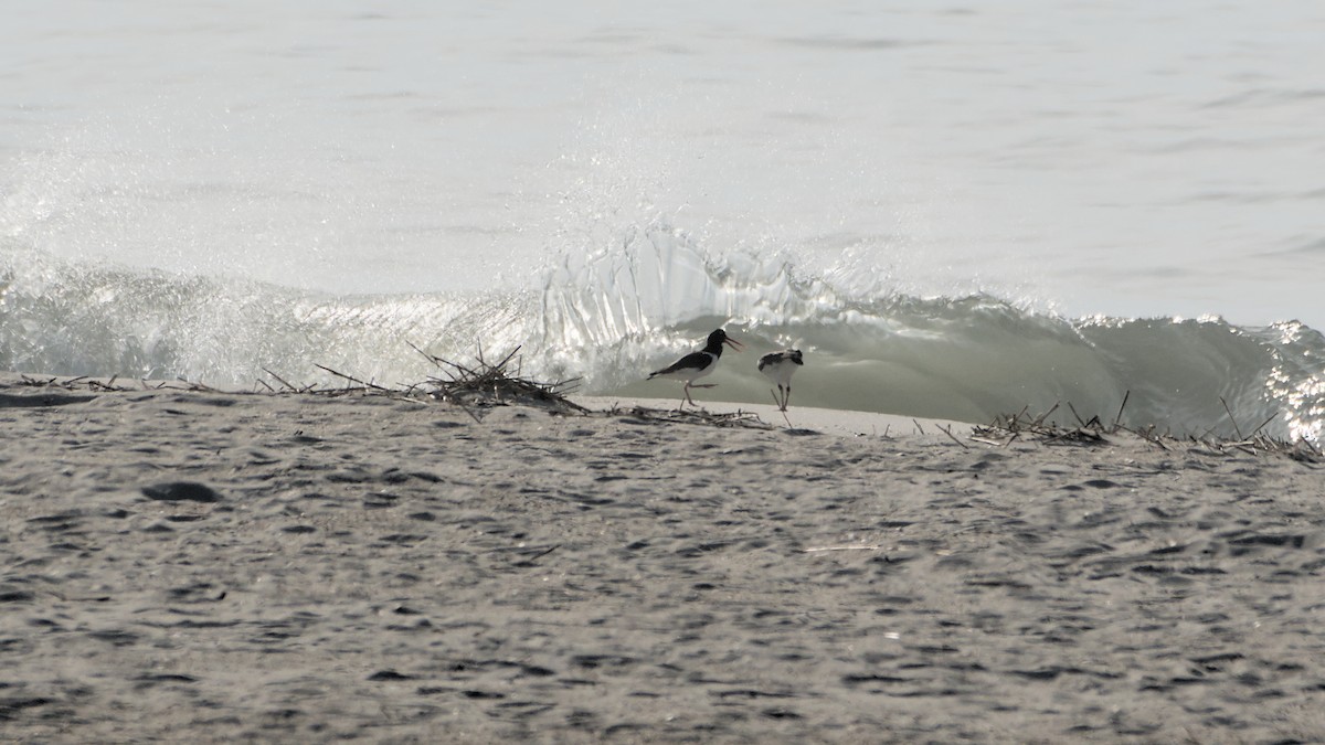 American Oystercatcher - ML655179866