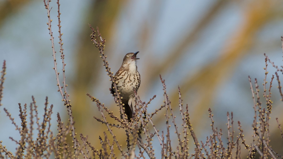 Brown Thrasher - ML655179911