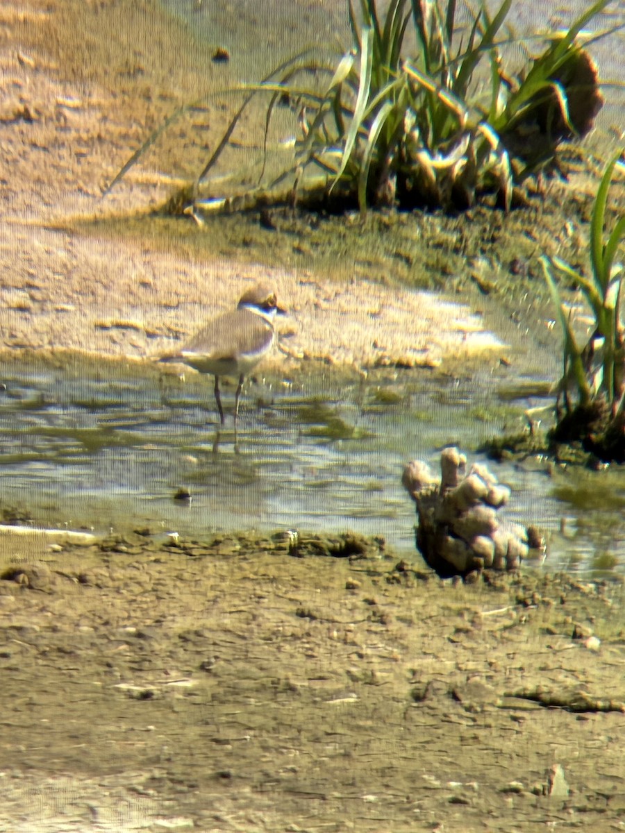 Little Ringed Plover - ML655180464