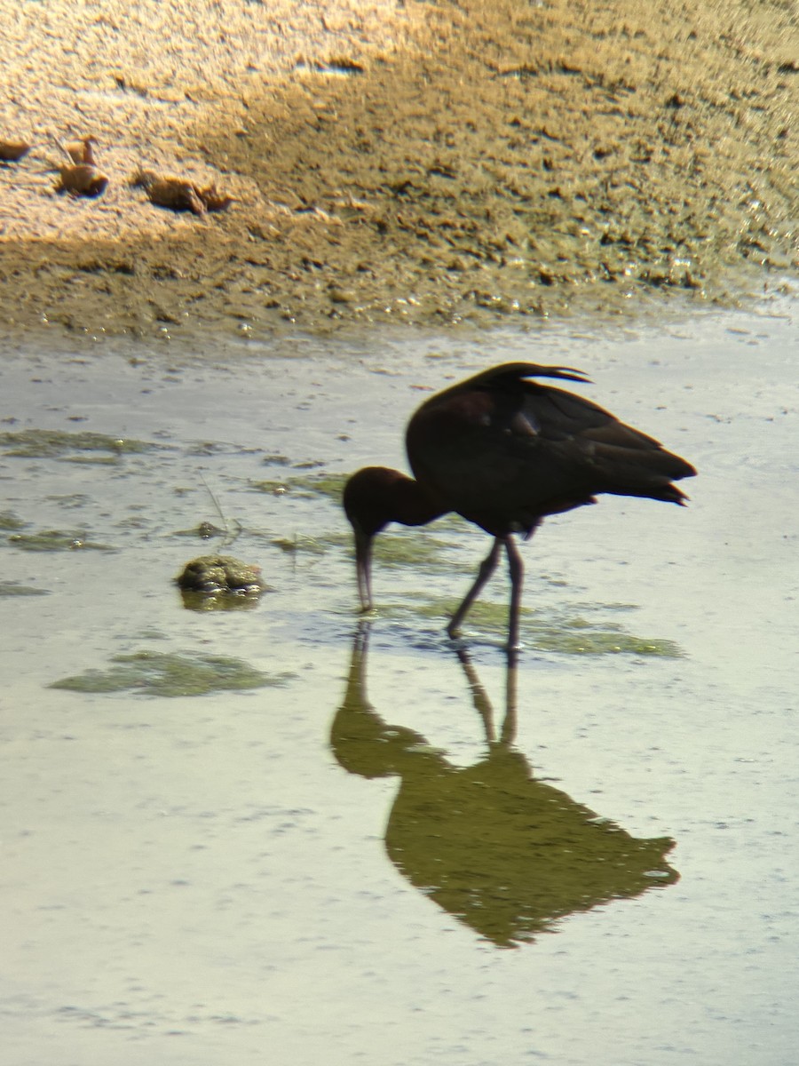 Glossy Ibis - ML655180483