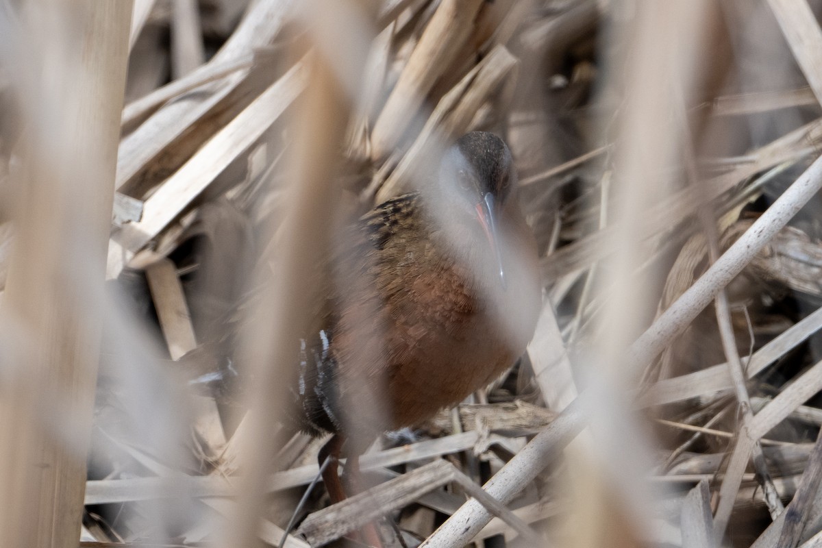 Râle de Virginie - ML655180709