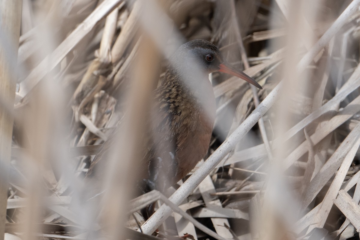 Râle de Virginie - ML655180710