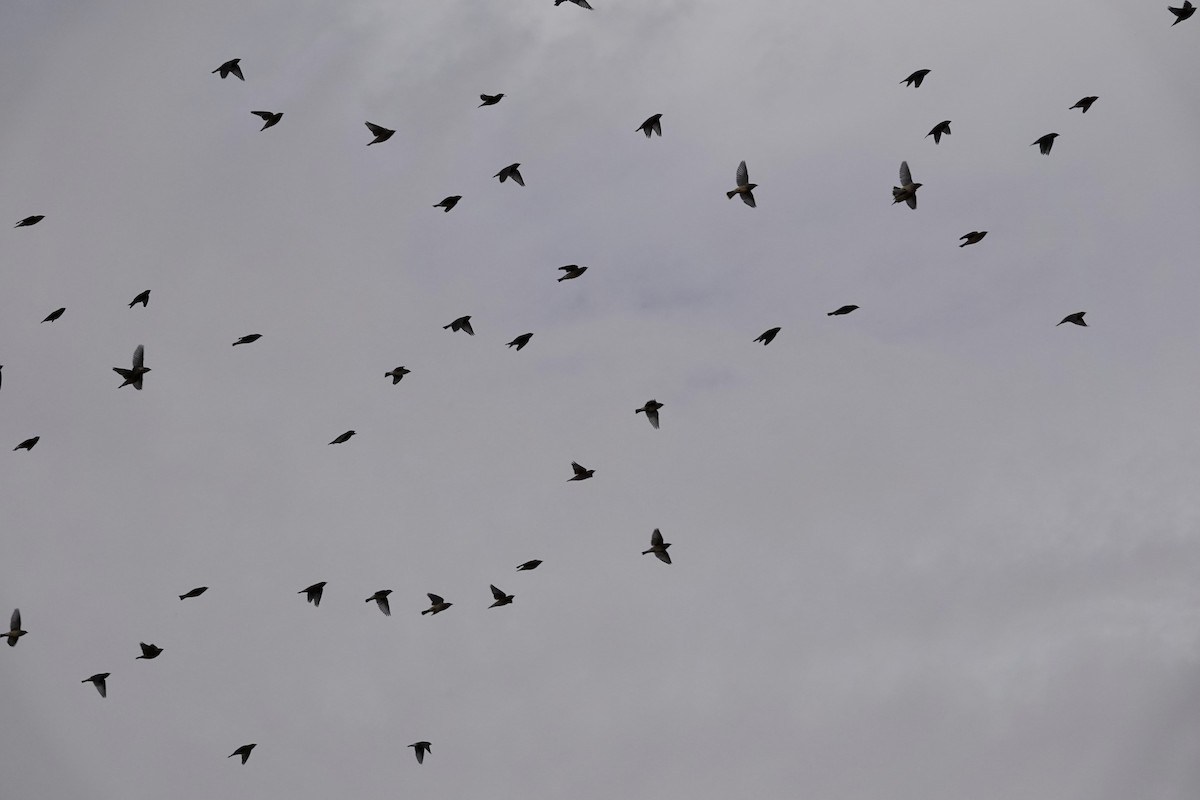 Cedar Waxwing - ML655180757