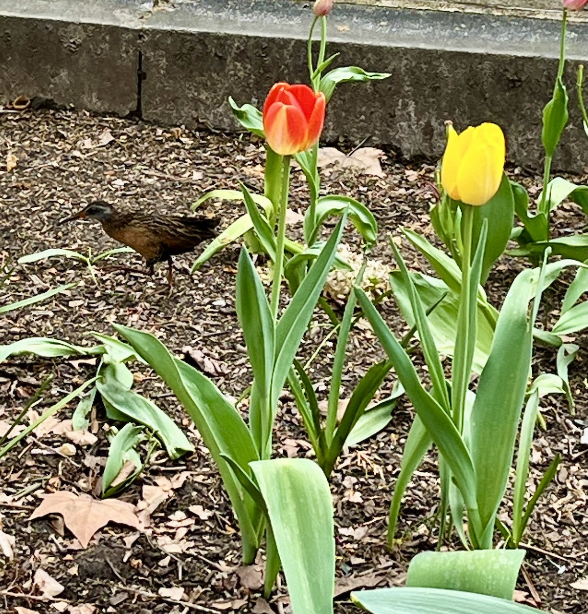 Râle de Virginie - ML655180789