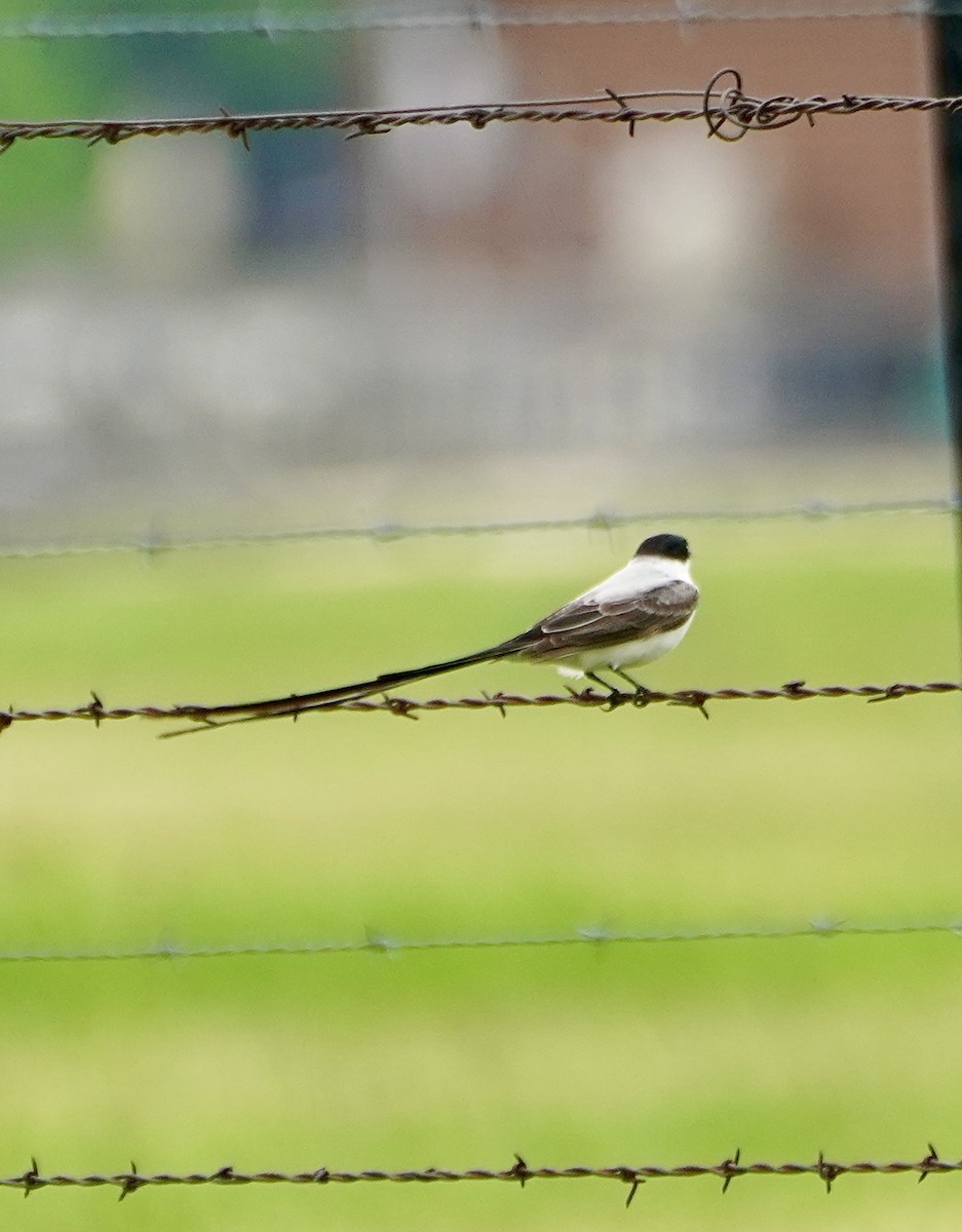 Fork-tailed Flycatcher - ML655181311