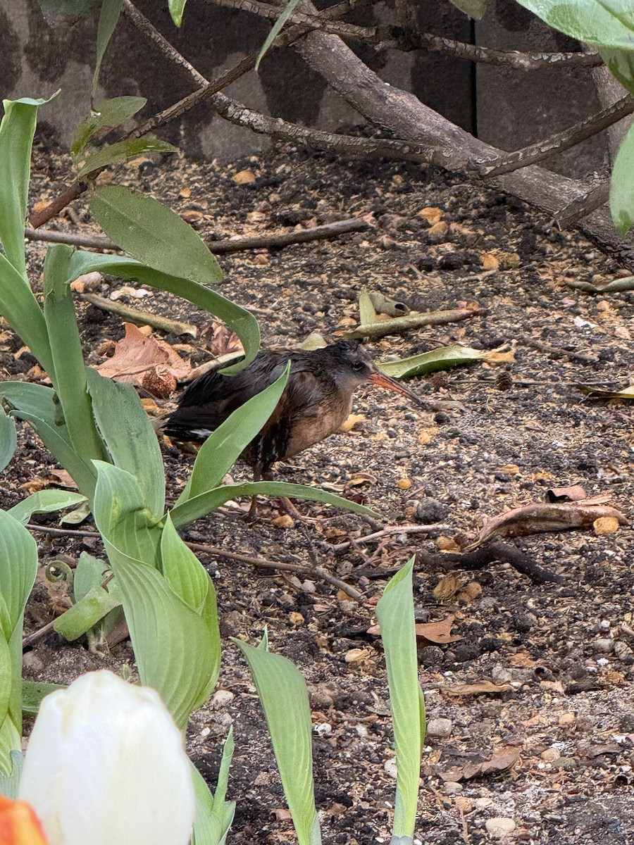 Râle de Virginie - ML655181512