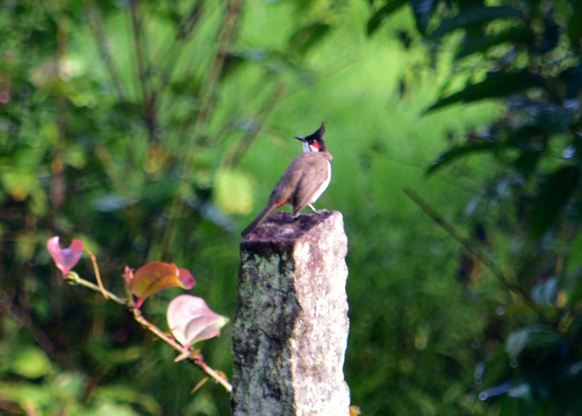 Red-whiskered Bulbul - ML65518201