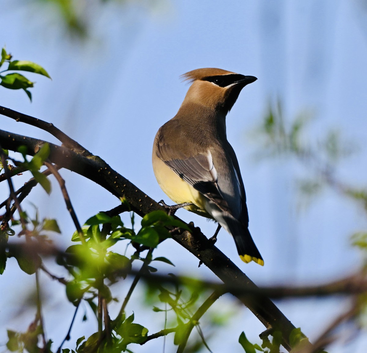 Cedar Waxwing - ML655182276