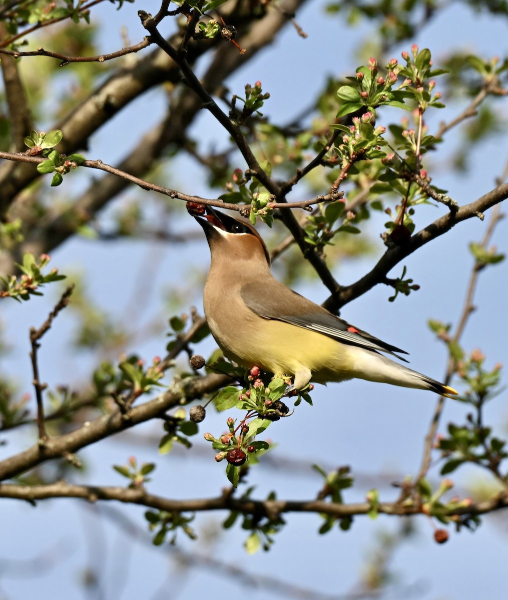 Cedar Waxwing - ML655182277