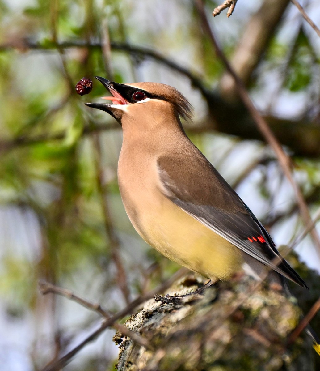Cedar Waxwing - ML655182278