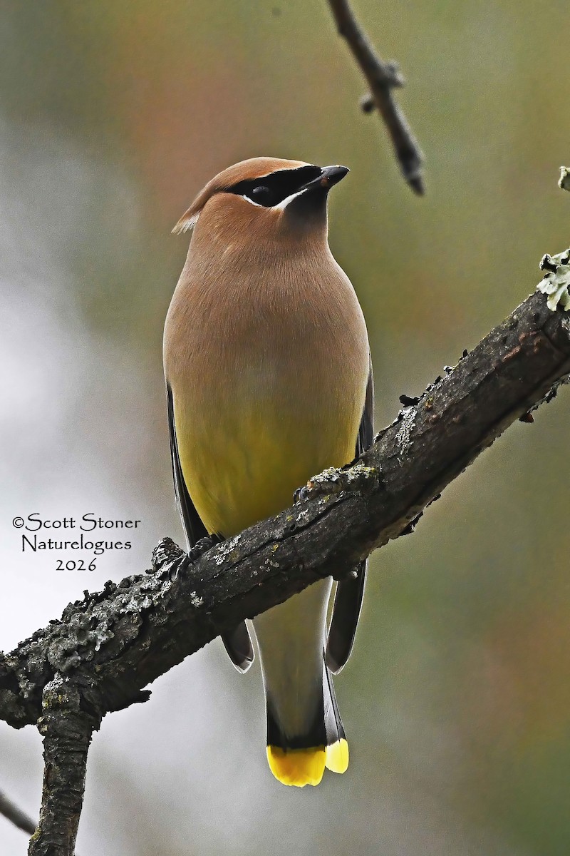 Cedar Waxwing - ML655182341