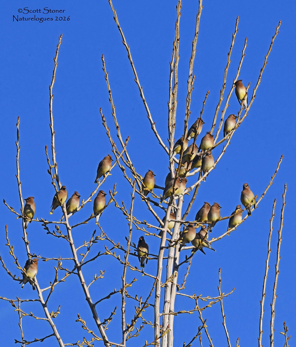 Cedar Waxwing - ML655182518
