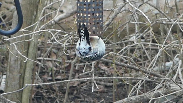 Red-bellied Woodpecker - ML655182663