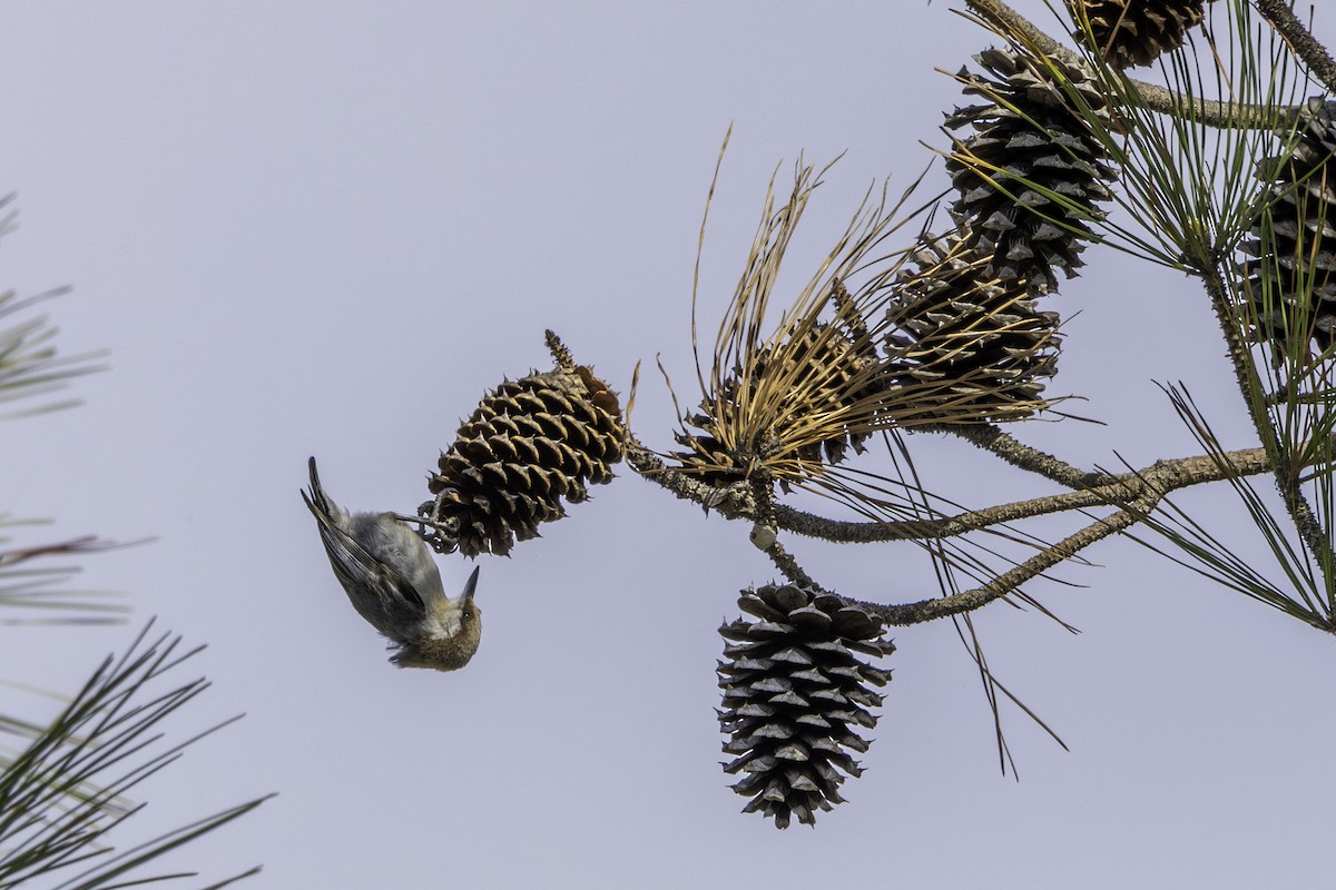 Brown-headed Nuthatch - ML655182811