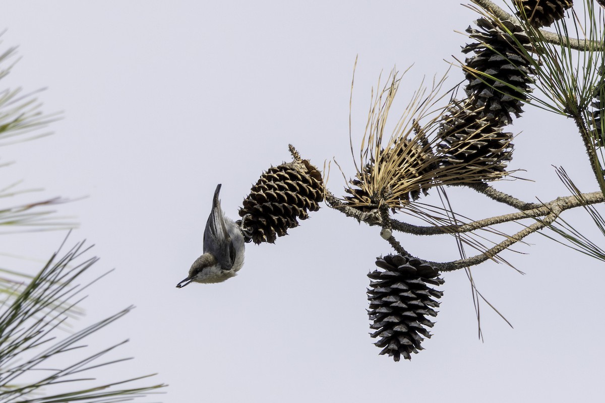 Brown-headed Nuthatch - ML655182812