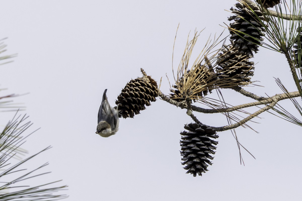 Brown-headed Nuthatch - ML655182813