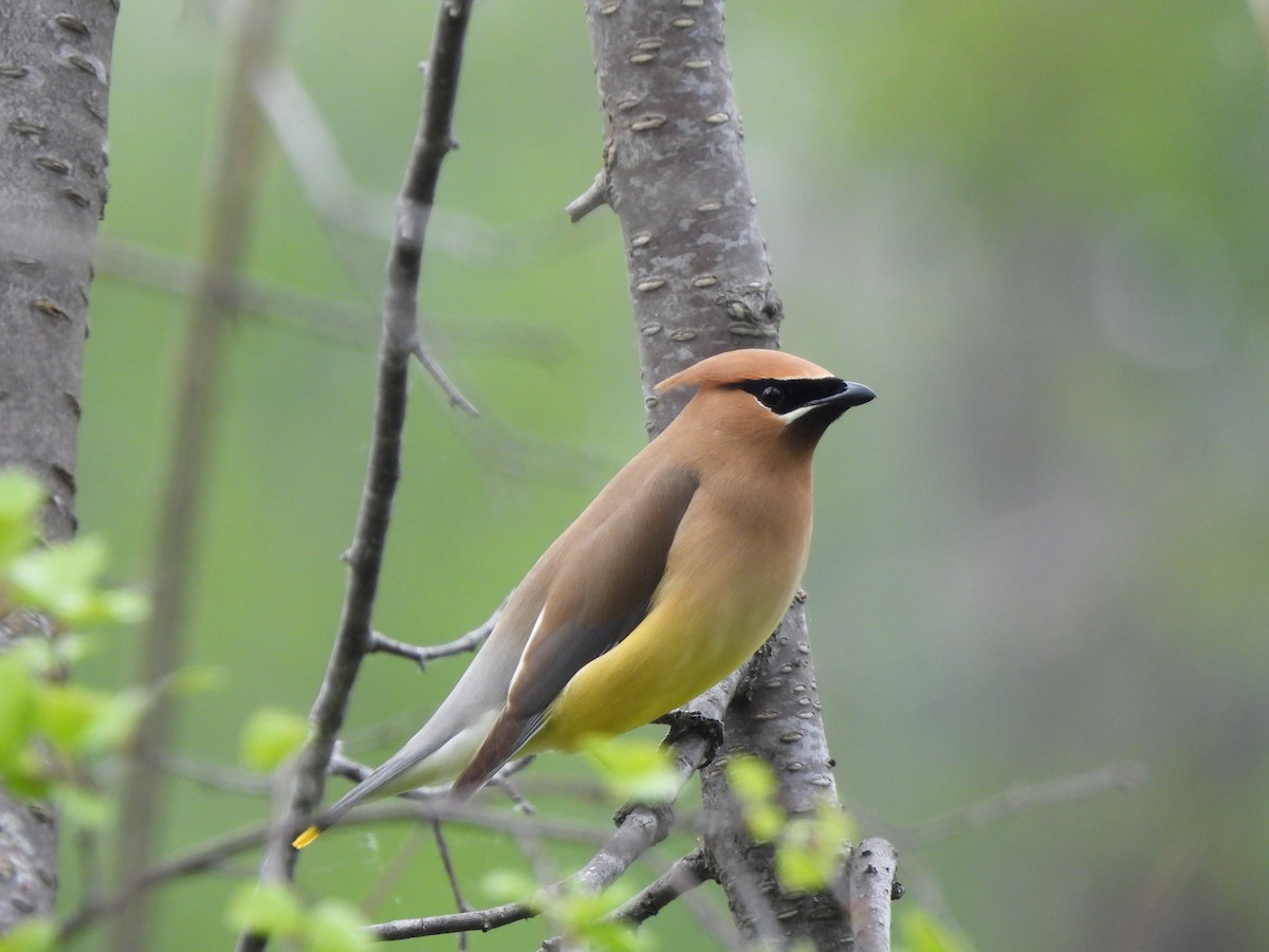 Cedar Waxwing - ML655182825