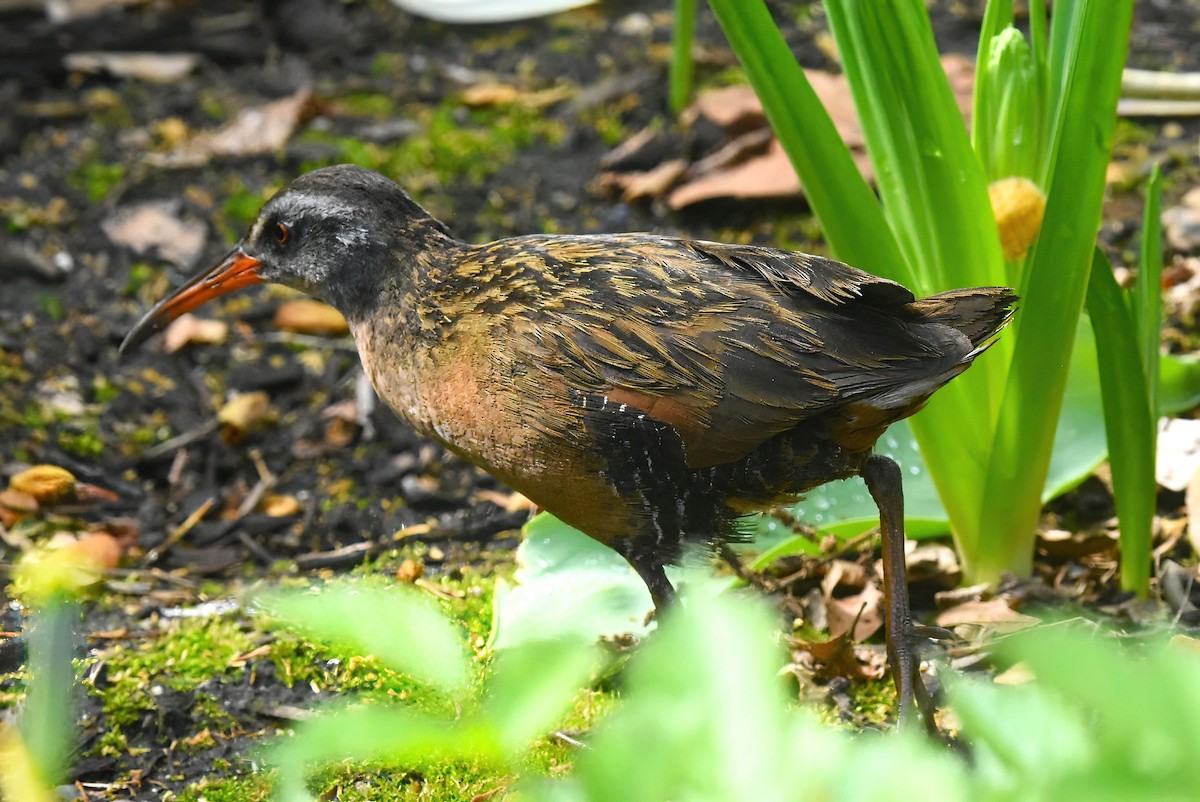 Râle de Virginie - ML655183043