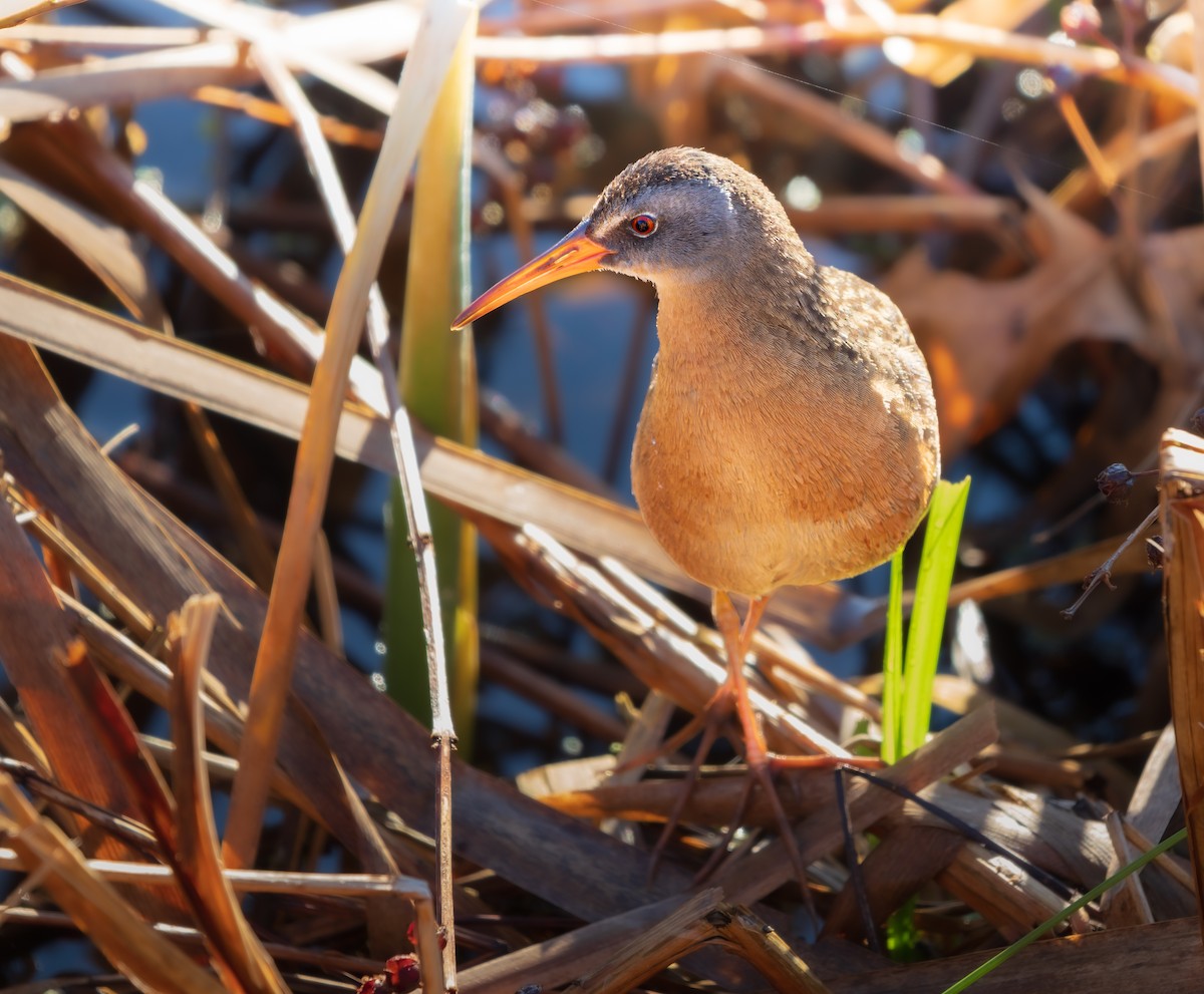 Râle de Virginie - ML655183096