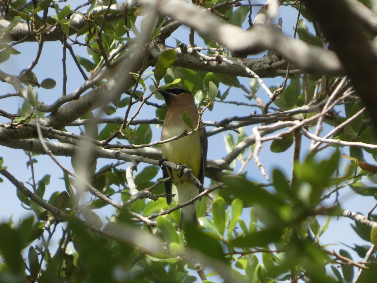 Cedar Waxwing - ML655183135