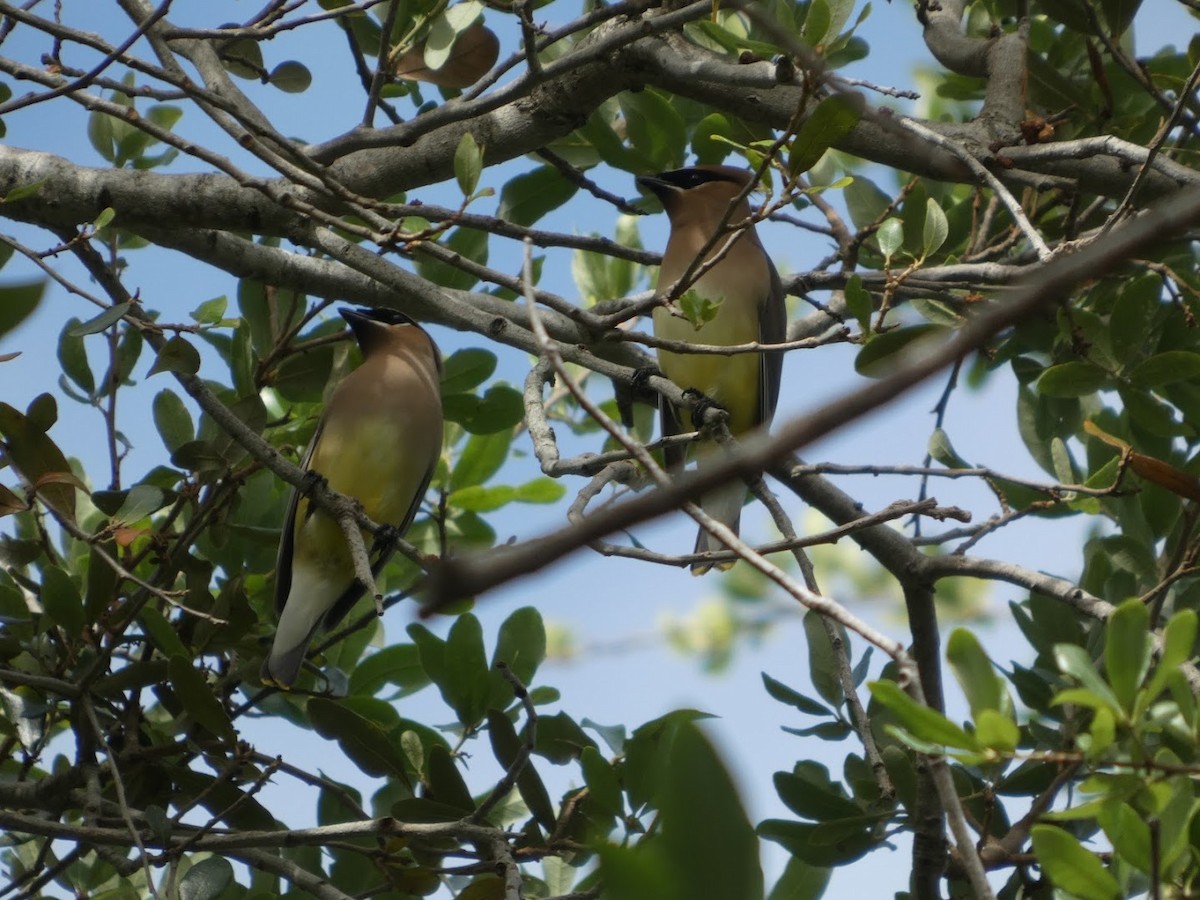 Cedar Waxwing - ML655183241