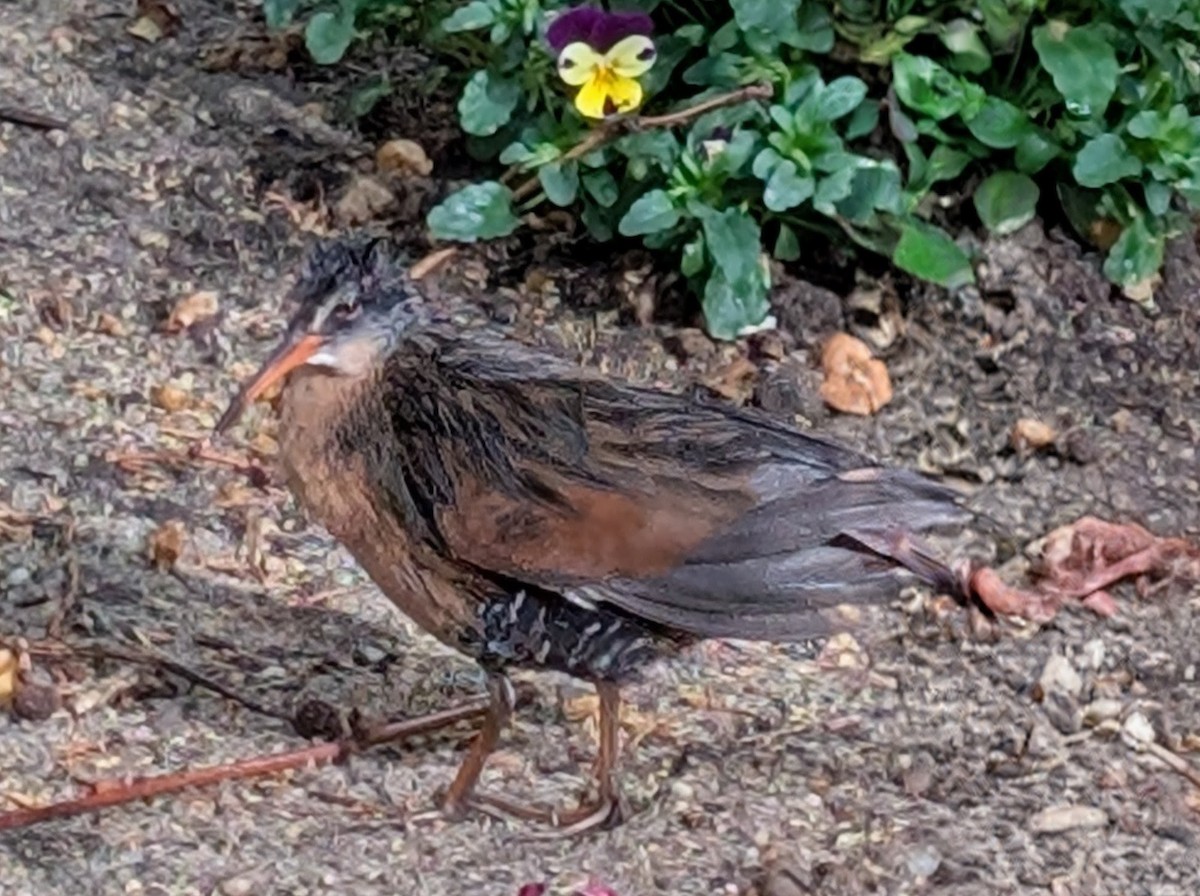 Râle de Virginie - ML655183312