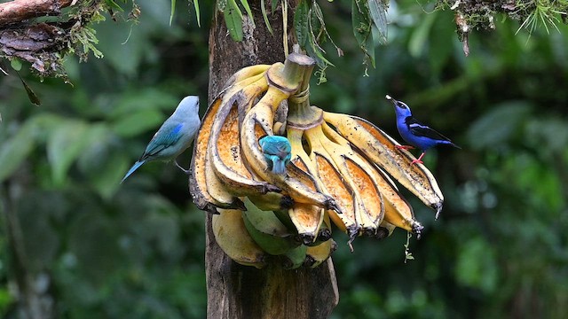 Green Honeycreeper - ML655183549