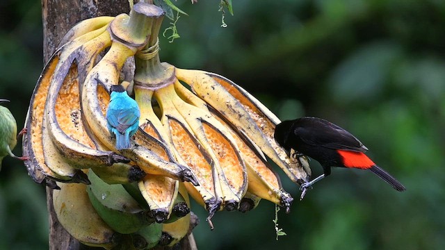 Scarlet-rumped Tanager - ML655183830