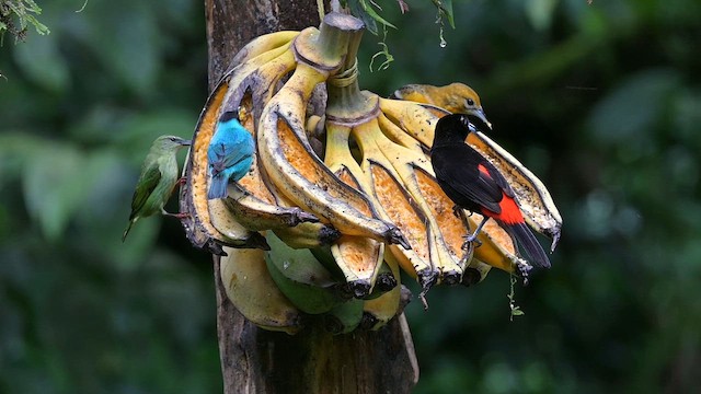 Scarlet-rumped Tanager - ML655184111