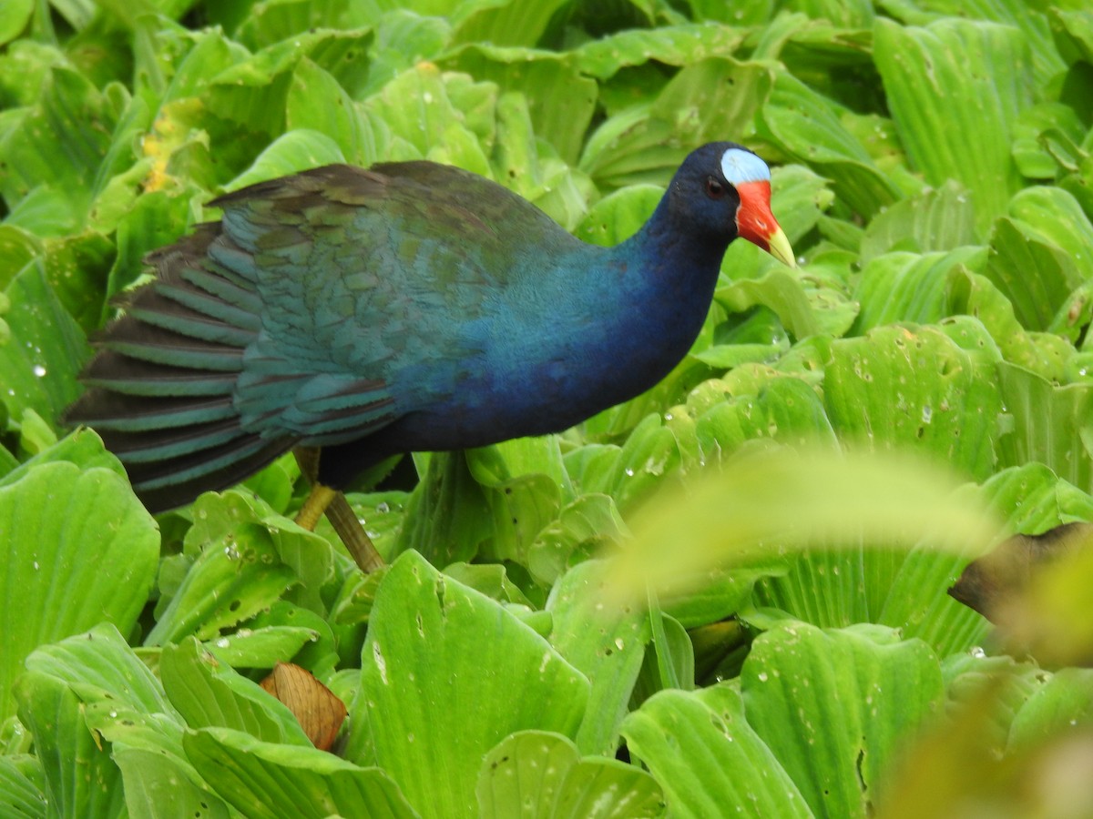 Purple Gallinule - ML655184529