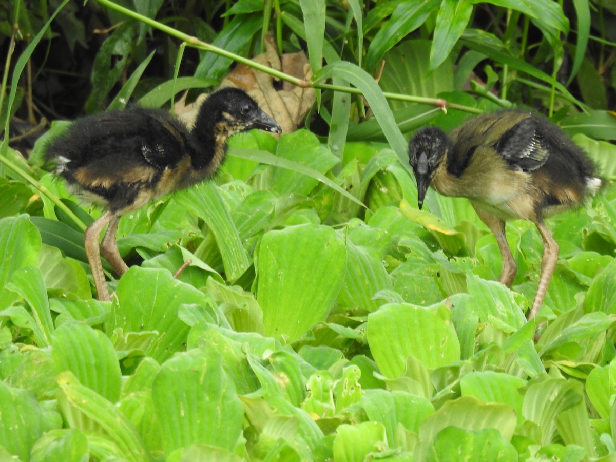 Purple Gallinule - ML655184544