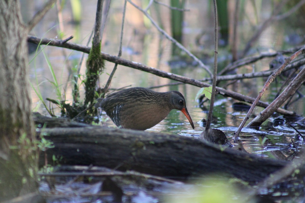 Râle de Virginie - ML655184555