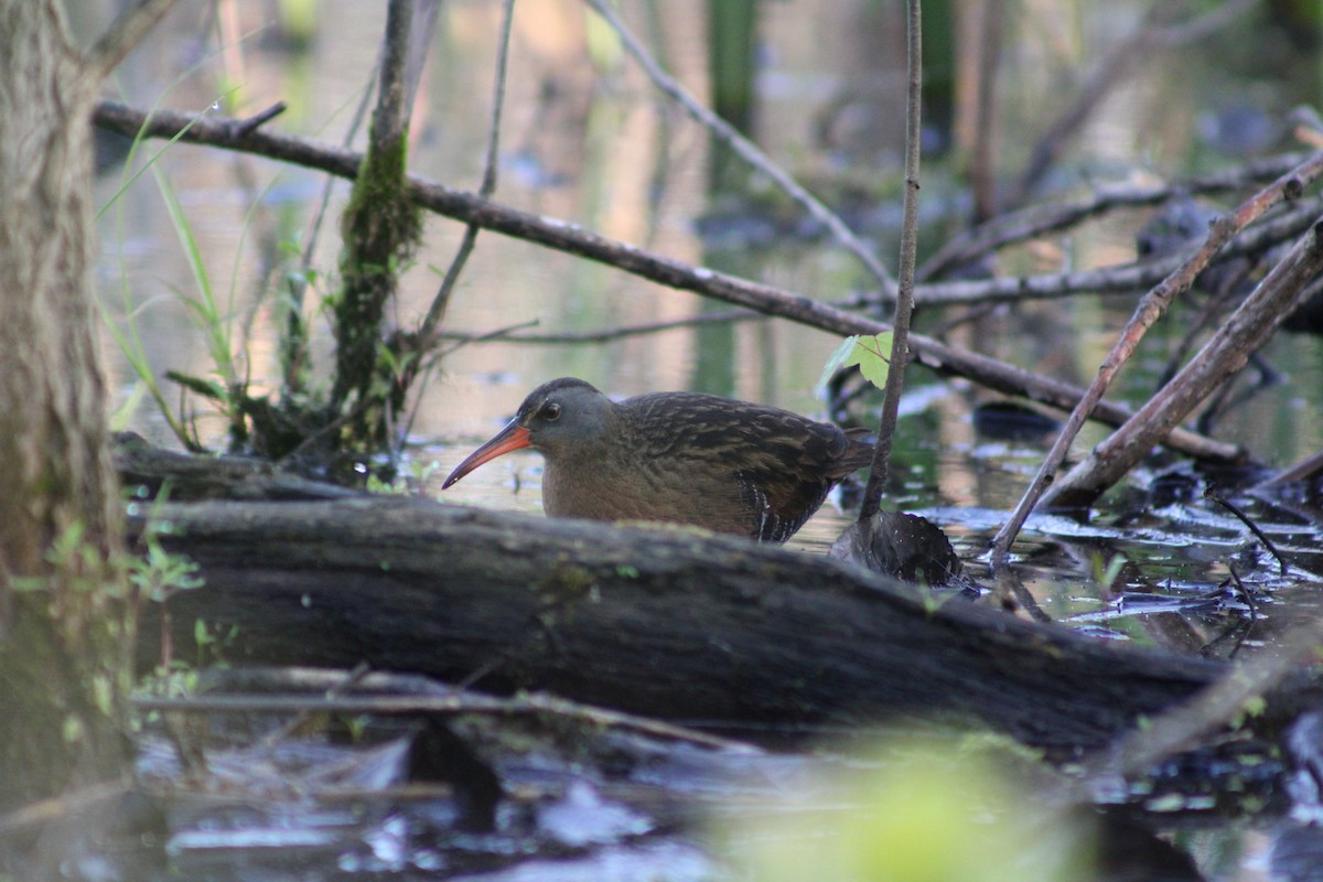 Râle de Virginie - ML655184556