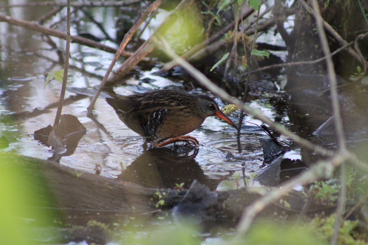 Râle de Virginie - ML655184557