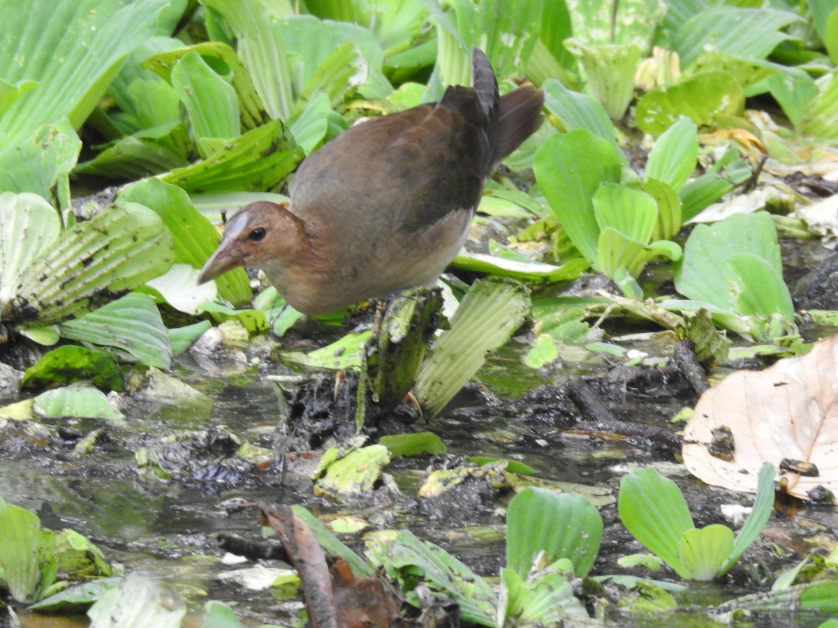 Purple Gallinule - ML655184674