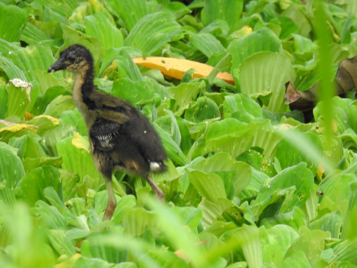 Purple Gallinule - ML655184725