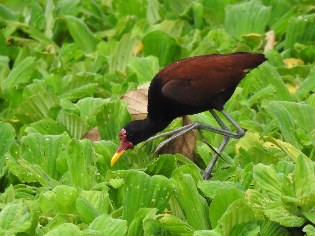 Wattled Jacana - ML655184765