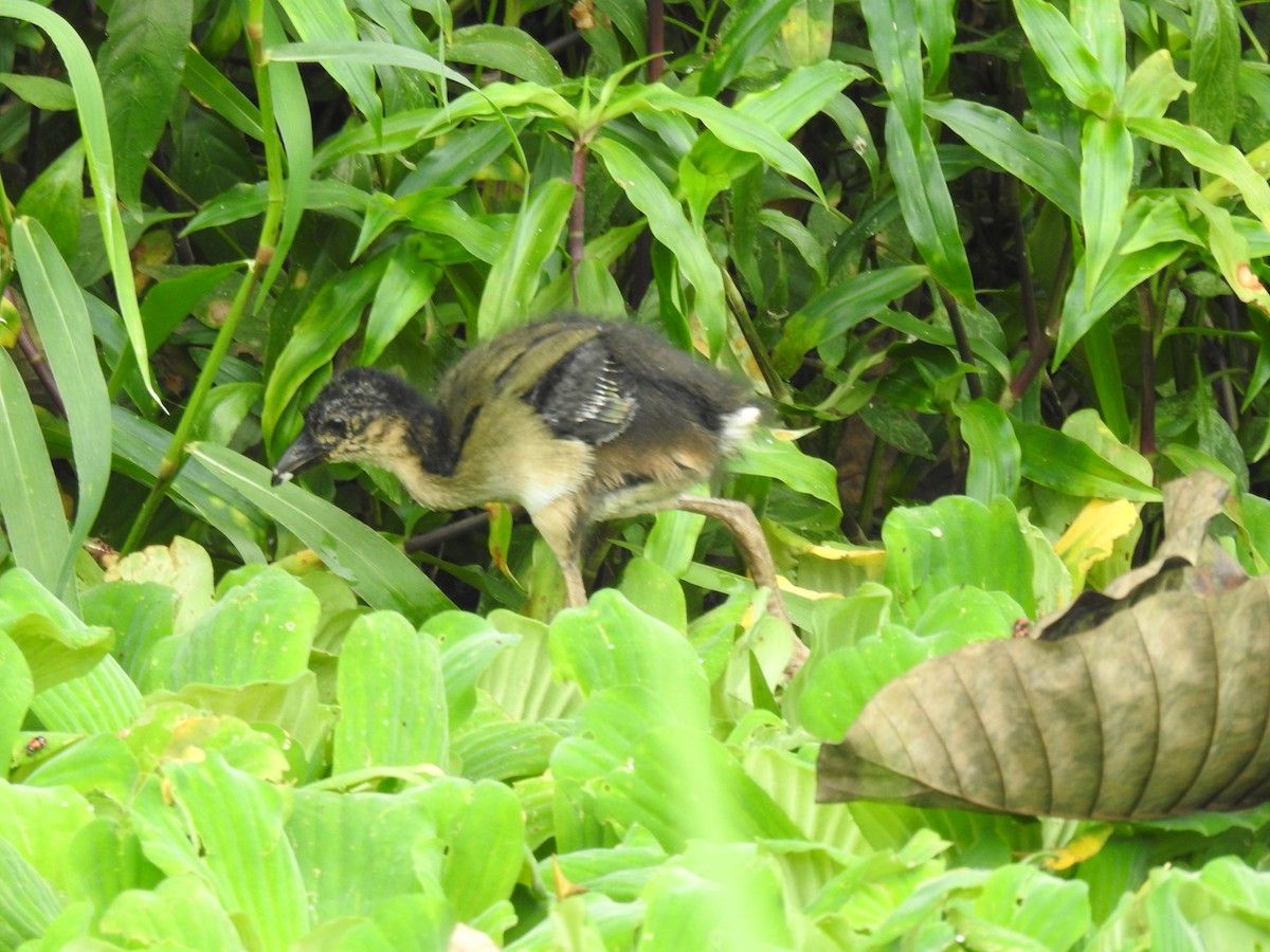 Purple Gallinule - ML655184802